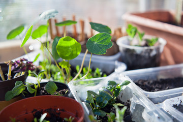 Creative greenhouse DIY idea - Edible plants gradning in upcycled pots made from recycled plastic packiging.