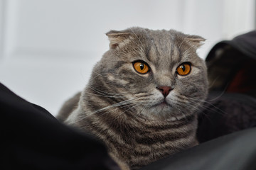Serious tabby scottish fold cat with amber eyes lies in the home on houshold stuff