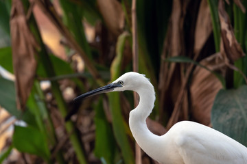 Portrait of a little egret