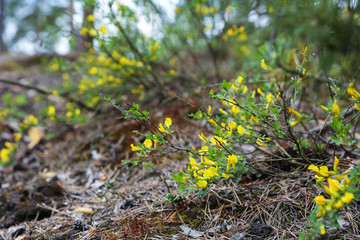 forest shrub blooming with yellow flowers