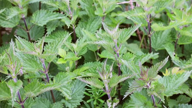 Fresh green nettle in spring wind. Close-up plant of wild common nettle.