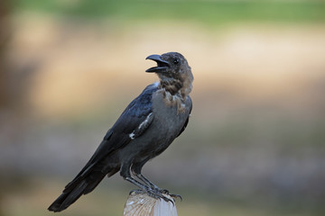 A crow perching near lake