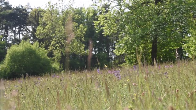 Ruhe und Entspannung beim Wandern in &Ouml;sterreich, Spazierengenen auf Wald und Wiese in montanen Alpen