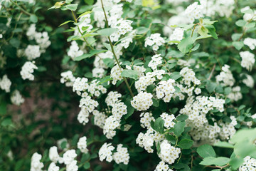 bush of spring white flowers on green background. closeup image.