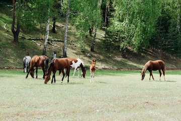 Naklejka premium horses grazing in a field