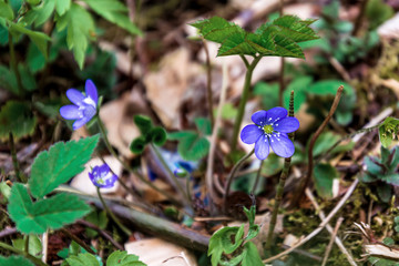 Blooming spring flowers in the Pskov region, Russia