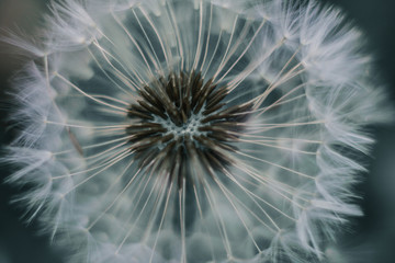 macrophoto of the dandelion seeds