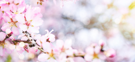 Fototapeta na wymiar Almond blossoms over blurred nature background