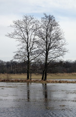 Mönchbruch