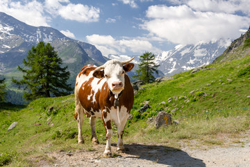 Fototapeta na wymiar Mucca al pascolo in montagna. Estate in Valgrisenche. Valle d'Aosta. Italia