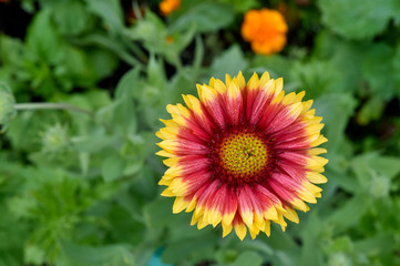 colorful gaillardia growing in the garden