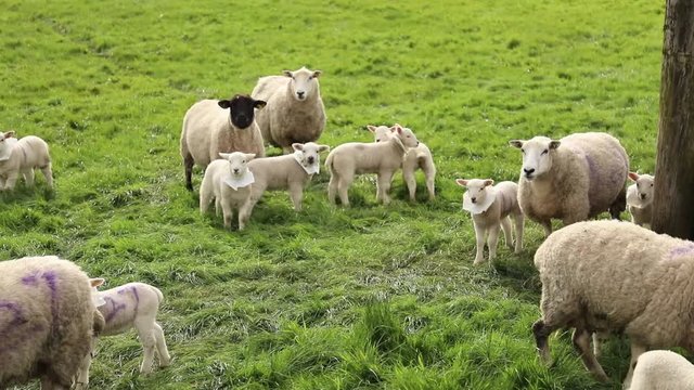 Sheeps and lambs in a green meadow in Ireland