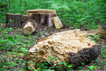 stump in the forest