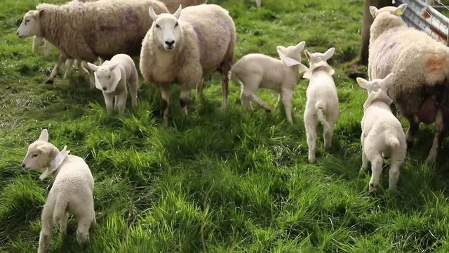 Sheeps and lambs in a green meadow in Ireland