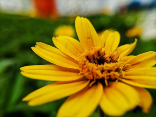 Picture of sunflower under bright sunlight