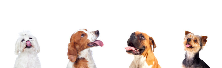 Pensive dogs looking up