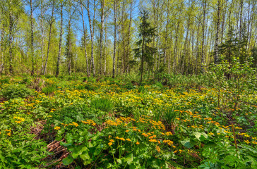 Glade with yellow wild flowers of marsh marigold, kingcup (Caltha palustris) in spring birch forest. Early spring landscape at bright sunny day, Siberia, Russia. Blossoming meadow - beauty of nature