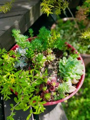 red and green plants　多肉植物のある庭