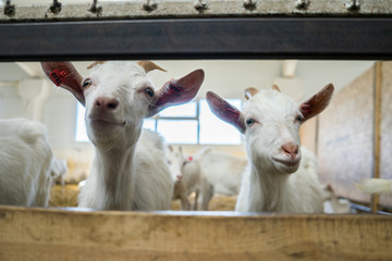 Fototapeta premium A two beautiful white goats is looking at the camera. Goats on a goat farm grown for milk. Animal look. dairy production