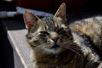 gray tabby cat squinting in the sun