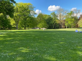 Fototapeta premium Meadow with flowers in a landscape setting, with old trees in the distance, and a blue sky with white clouds, spring evening in, Lister Park, Bradford, Yorkshire, England