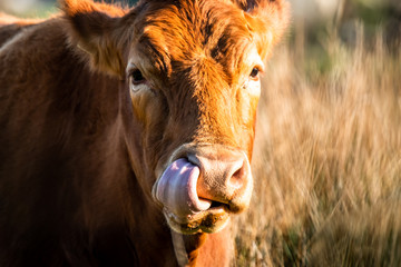 Close-up of cow moving tongue into the nose
