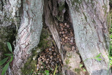 Piles of Acorn Shells At Base Of A Tree