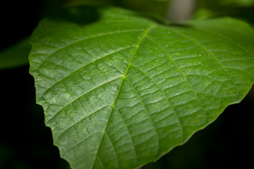green leaf with water drops