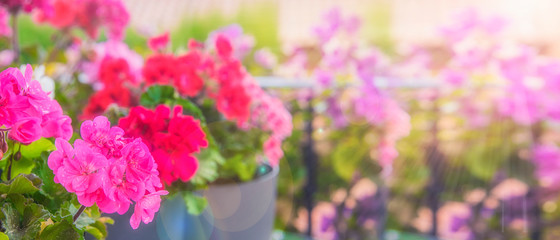 Balcony flowers, small garden with blossom of geranium - obrazy, fototapety, plakaty