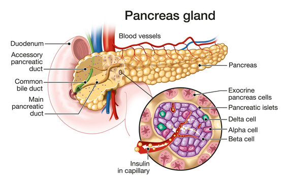 Pancreas gland with pancreatic islets, medically illustration