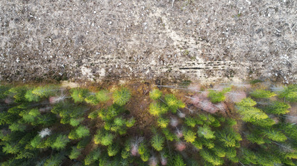 Aerial drone view of deforestation of a pine forest. Bare ground surface with chopped trees and branches, top down view.