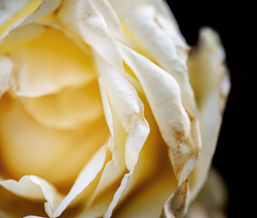 Fototapeta na wymiar Beautiful flower in macro shot white flower
