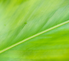 Tree green leaf texture close up for background