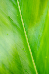 Green leaf texture. Leaf texture background