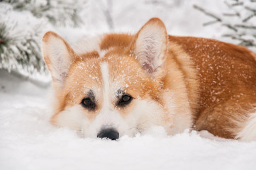 Welsh Corgi lying under a pine tree in the snow