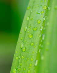 Closeup nature view of green leaf on blurred greenery background in garden with copy space using as background natural green plants landscape, ecology, fresh wallpaper concept.