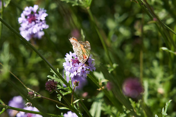 Butterfly orange purple flower top view