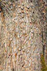Natural wooden texture. Bark of an oak tree