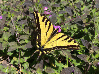 Butterfly yellow on leaves and purple flowers