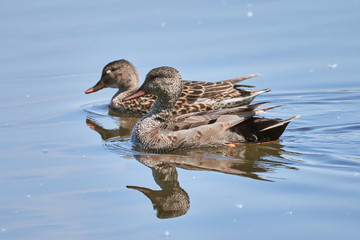 Two ducks swimming in water in Waghausel, Germany