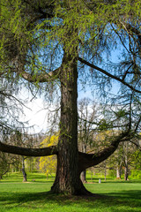 Obraz premium View of the big larch in Traskanda Manor (Aurora Park) in spring, Espoo, Finland