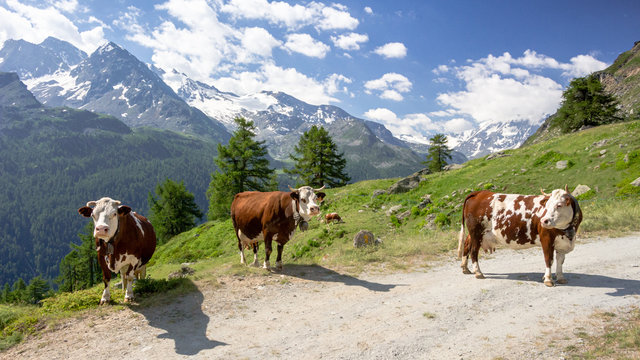 Panorama con mucche al pascolo in montagna. Estate in Valgrisenche. Valle d'Aosta. Italia