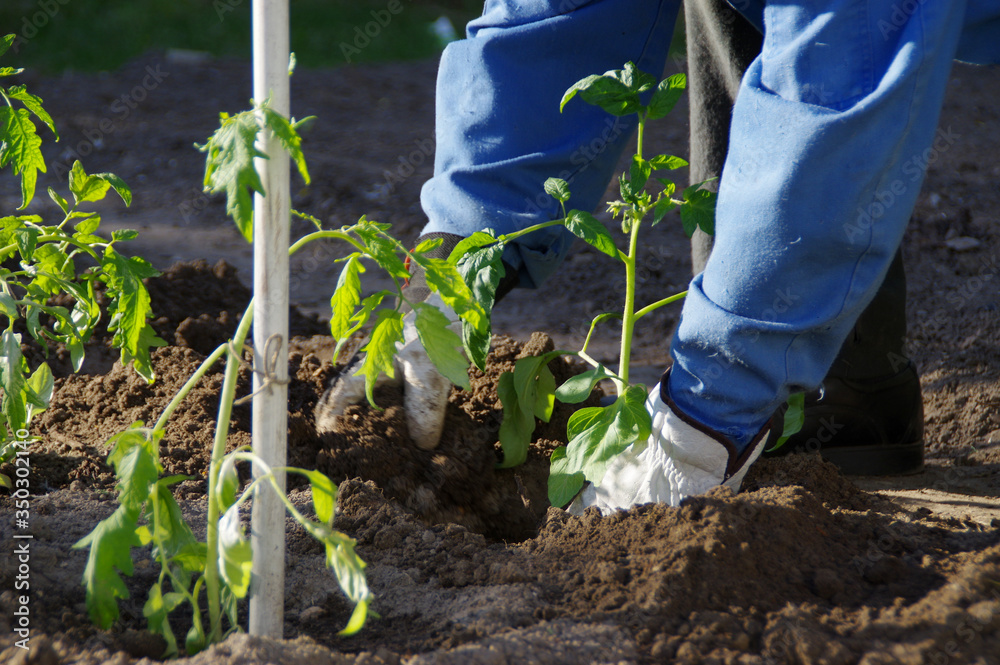 Wall mural Planting tomatoes in the organic garden