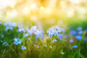Amazing nature background, little blue flowers in fresh green grass in sunny bokeh sparkles, macro shot.