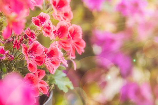 Balcony flowers, small garden with blossom of geranium