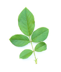 Naklejka na ściany i meble fresh green leaf on white background