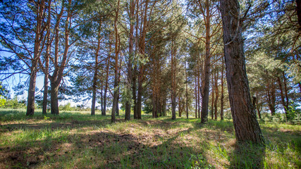 edge of a pine forest on a summer sunny day