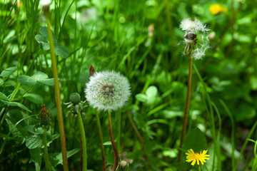 dandelion and green grass in garden