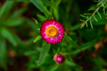 macro nature shot of Everlasting, Straw flower focus on pollen