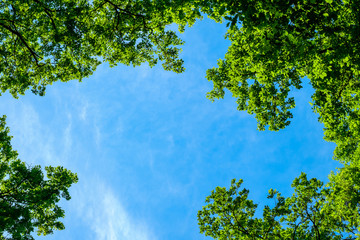 spring oak branches on the blue sky
